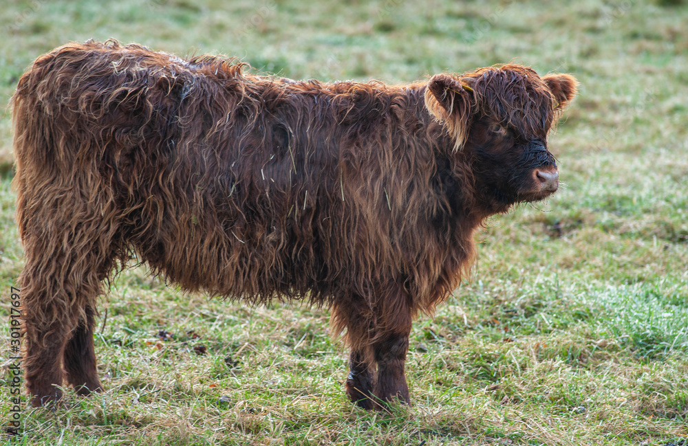 Scottish highland cow in its natural habitat Scottish highland cow in its natural habitat