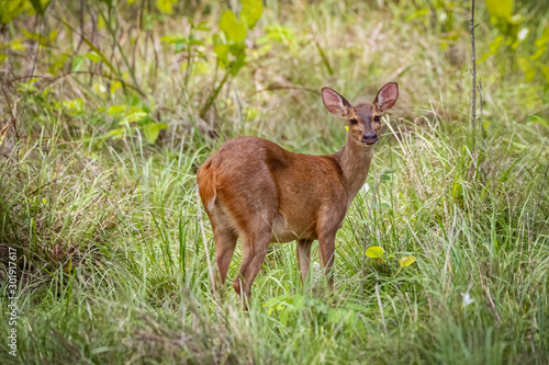 Fototapeta Naklejka Na Ścianę i Meble -  Red Brocket deer in high green grass, facing camera, Pantanal Wetlands, Mato Grosso, Brazil