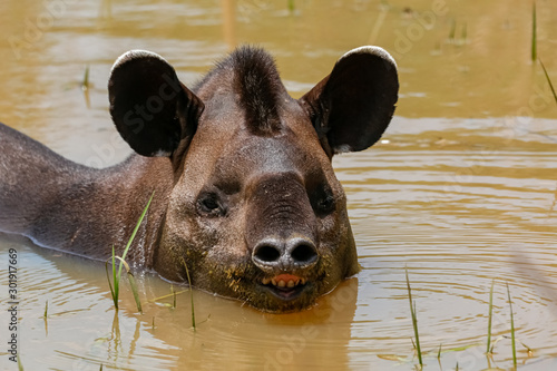 Close up of a Tapir resting in a muddy pond, facing to camera, Pantanal Wetlands, Mato Grosso, Brazil