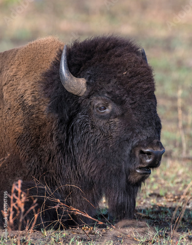 Bison Bull