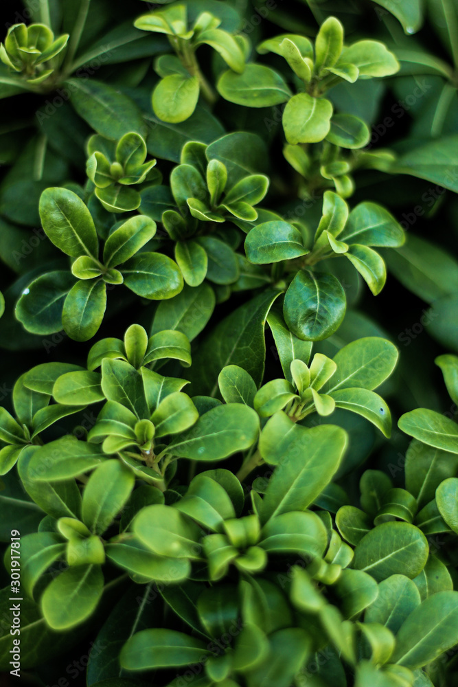 Nature concept: small leaves on green background Nature concept: small leaves on green background