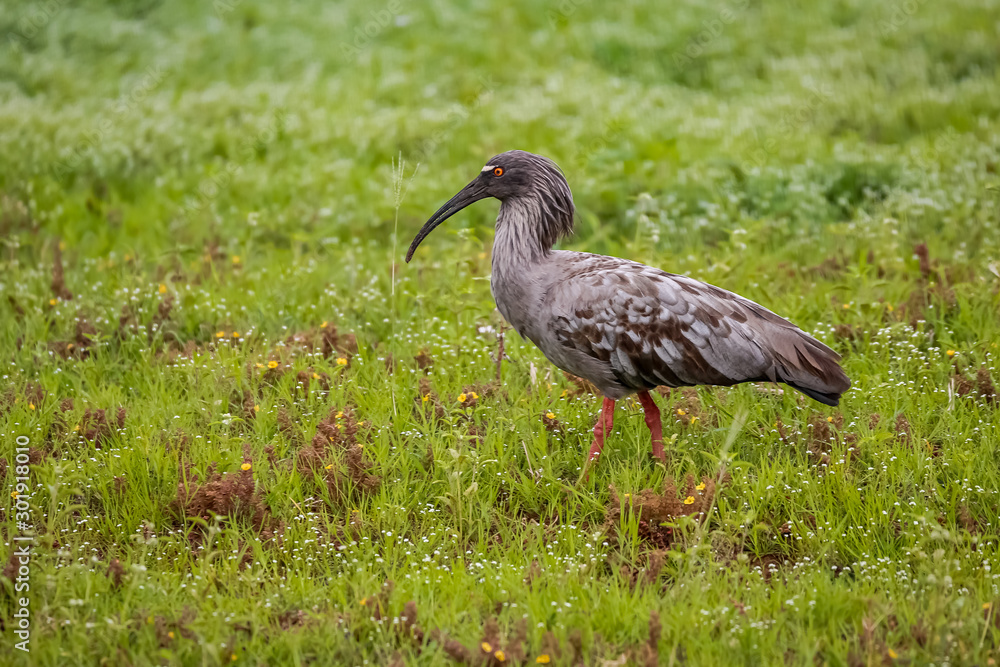 Naklejka premium Side view of a Plumbeous ibis foraging on a green meadow, Pantanal Wetlands, Mato Grosso, Brazil