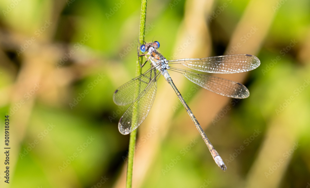 Nice macro photo of a dragonfly with blue tones and transparent wings Nice macro photo of a dragonfly with blue tones and transparent wings