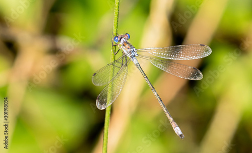 Nice macro photo of a dragonfly with blue tones and transparent wings