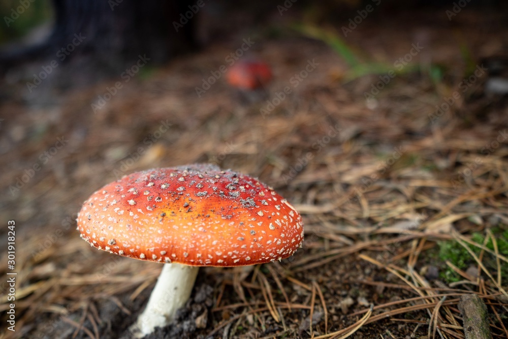 Mushroom fly agaric, National Park Hoge Kempen, Belgium. Mushroom fly agaric, National Park Hoge Kempen, Belgium.