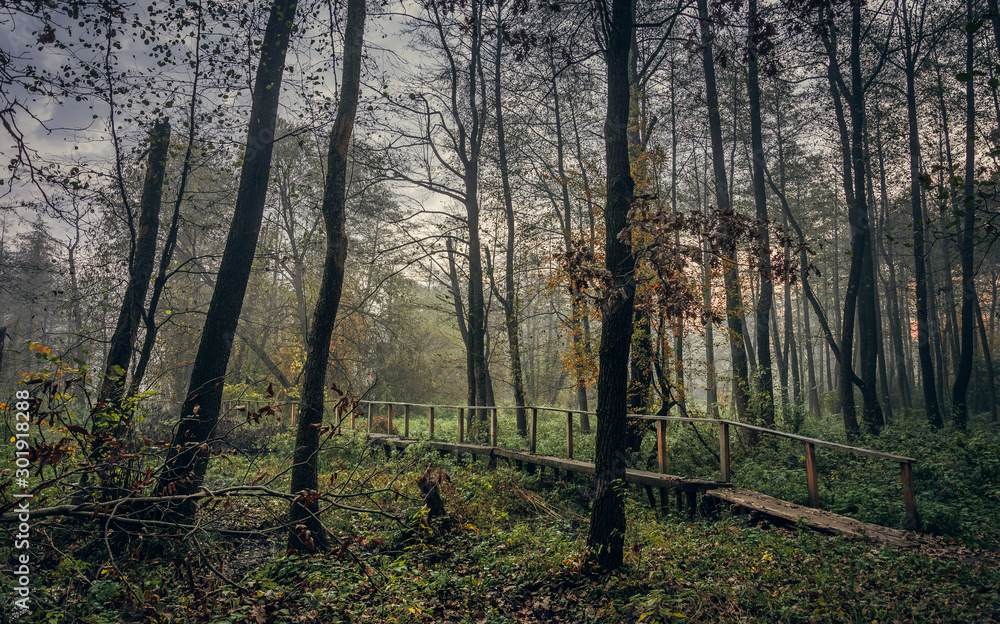 Fototapeta premium Nature in morning