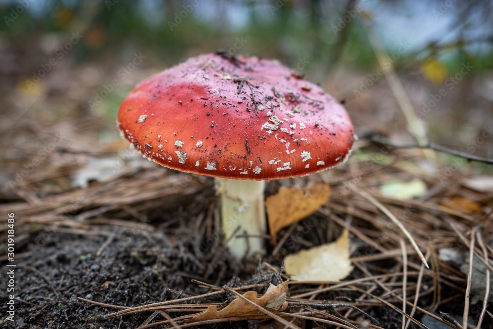 Mushroom fly agaric, National Park Hoge Kempen, Belgium. Mushroom fly agaric, National Park Hoge Kempen, Belgium.