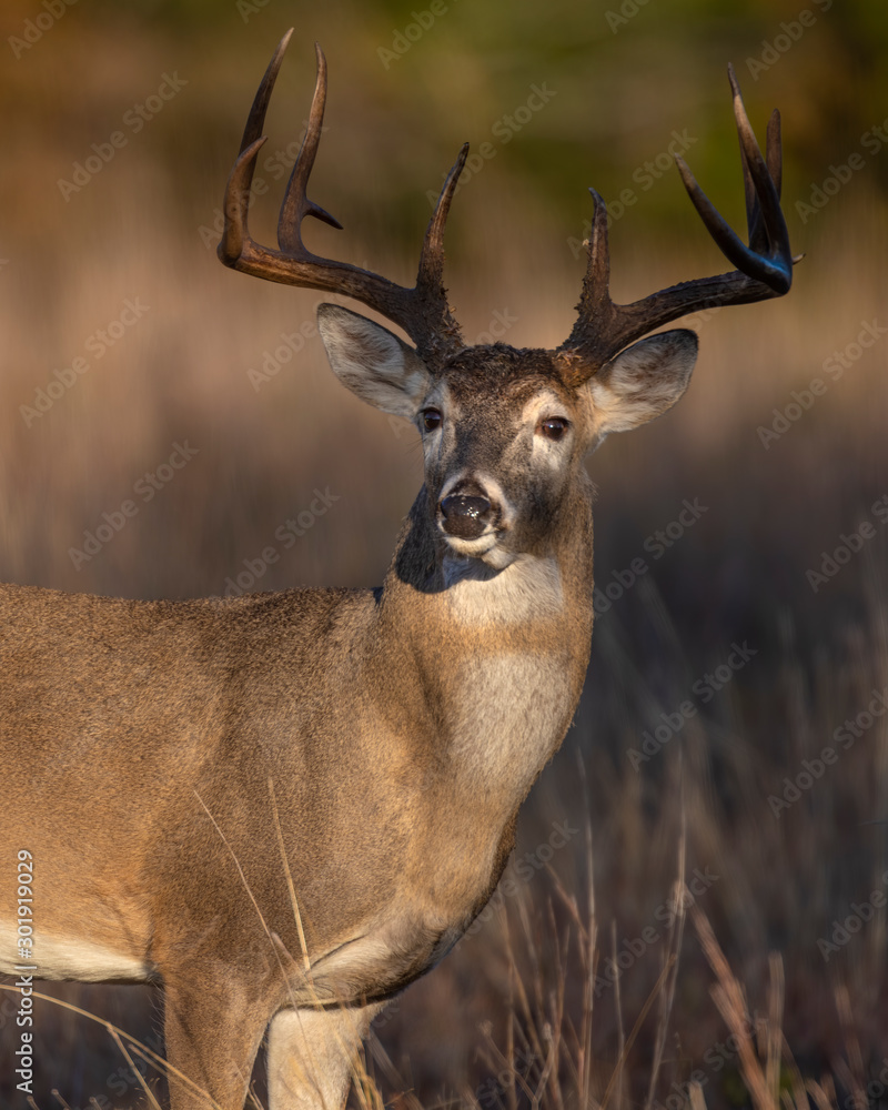 Fototapeta premium White tailed Deer Buck