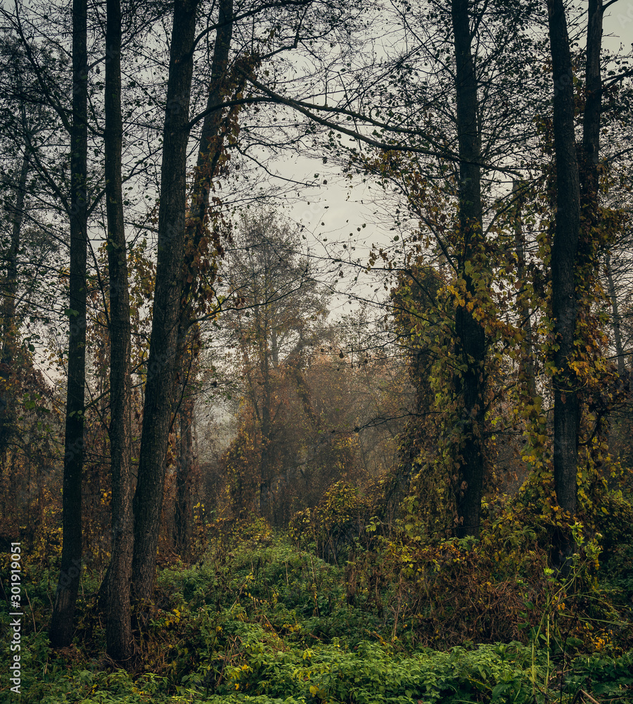 Fototapeta premium Nature in morning