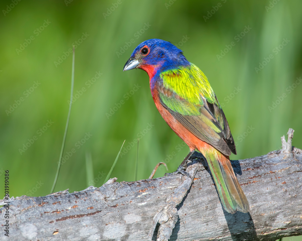 Painted Bunting on a log