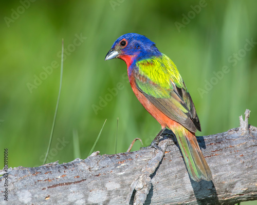 Painted Bunting on a log © David McGowen