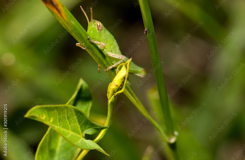 A macro photo of a light green grasshopper A macro photo of a light green grasshopper
