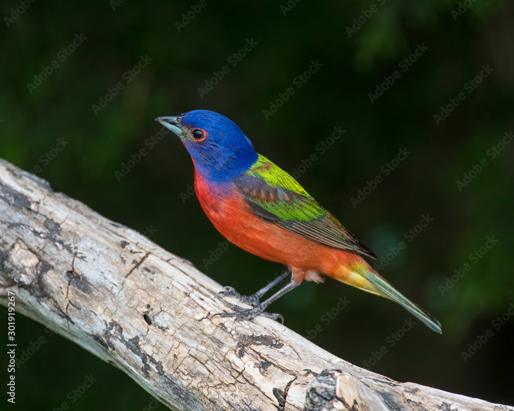 Painted Bunting on a perch with dark background Painted Bunting on a perch with dark background