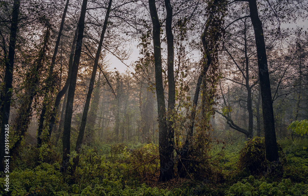 Nature in morning Nature in morning