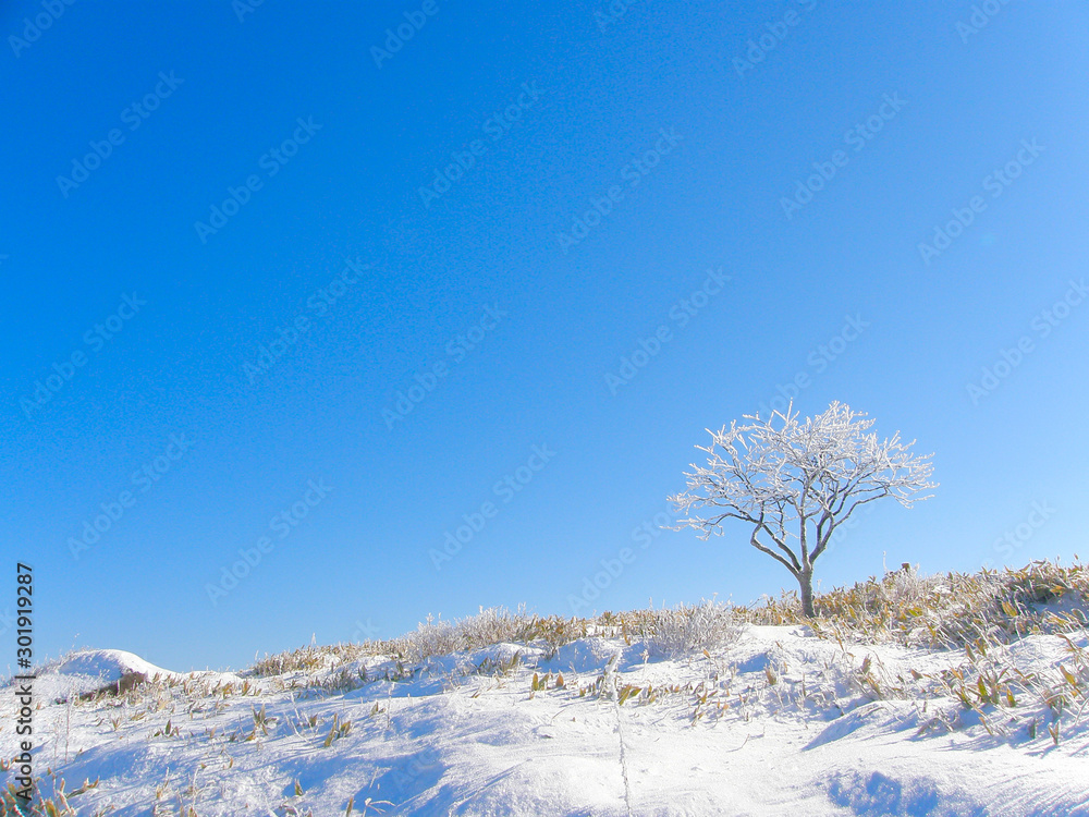 青空と霧氷の付いた樹木 冬の晴れた日の雪原 Foto De Stock Adobe Stock