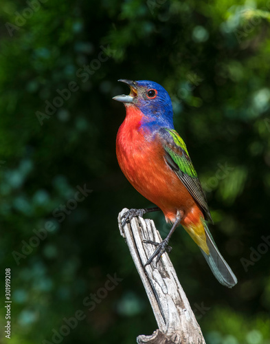 Painted Bunting on a perch singing