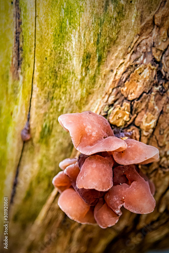 Cluster of Mushrooms on a Dead Tree