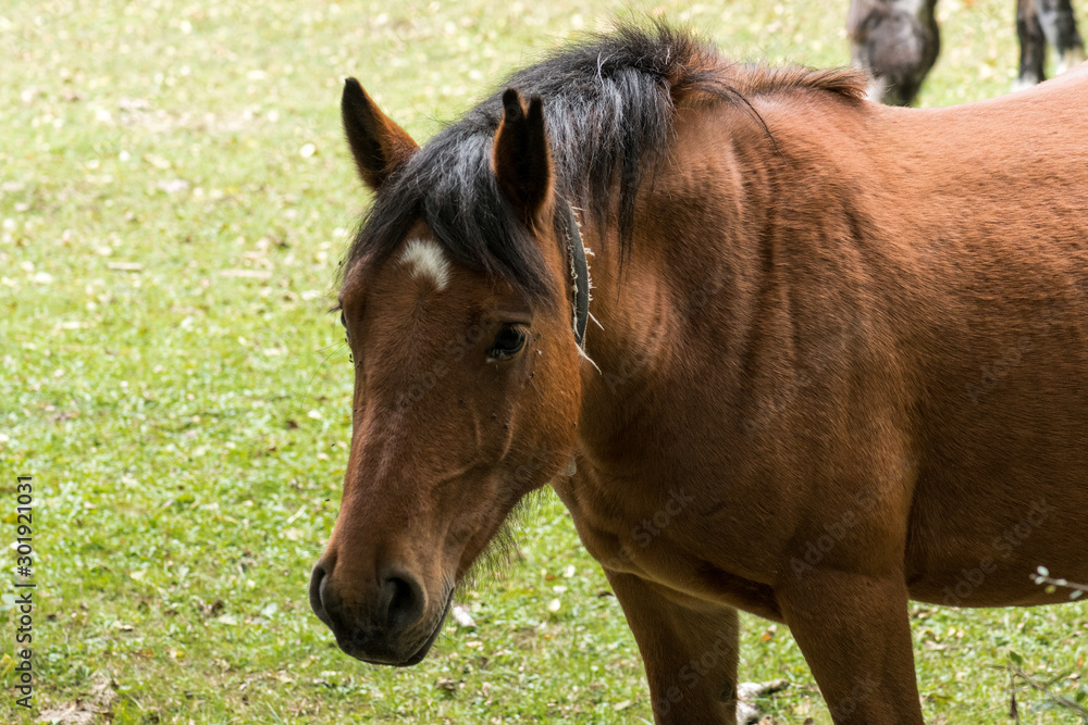 Obraz premium A group of brown and black horses walking through the forest