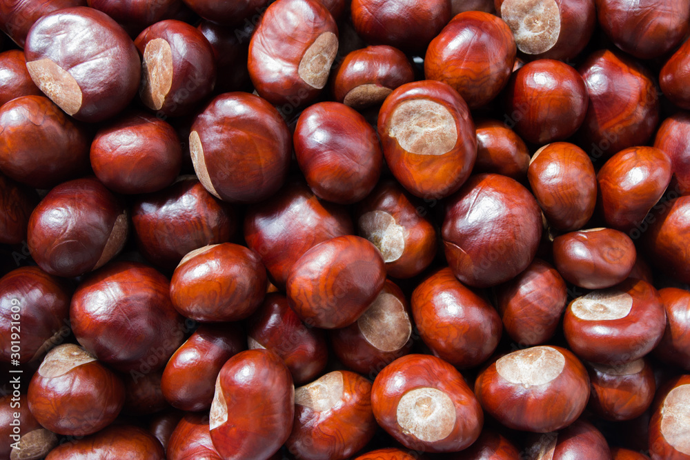Background made from brown chestnut seeds Background made from brown chestnut seeds