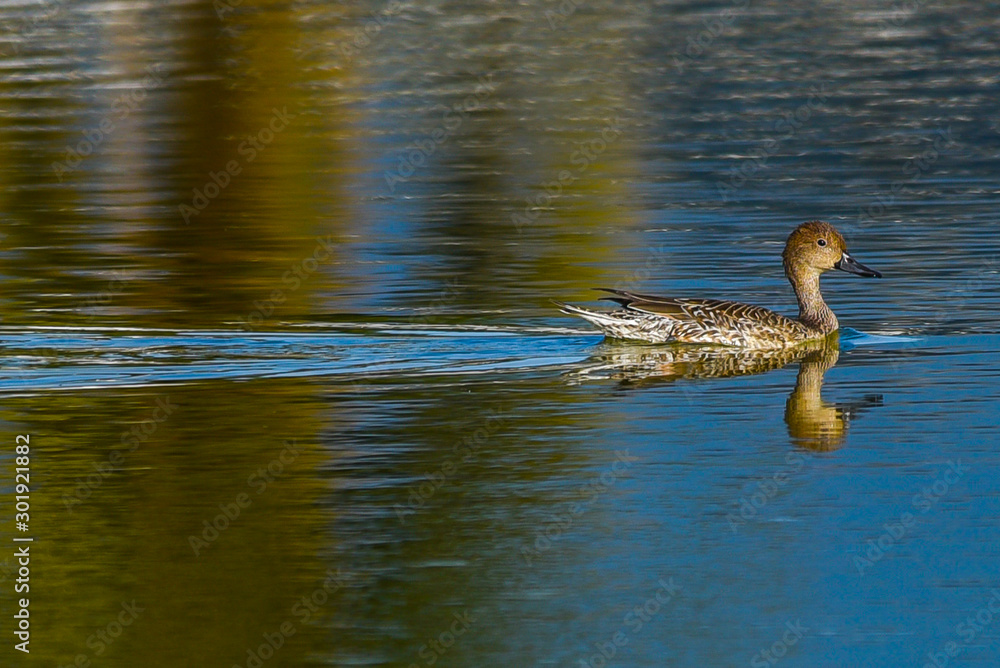 Fototapeta premium Duck in Water