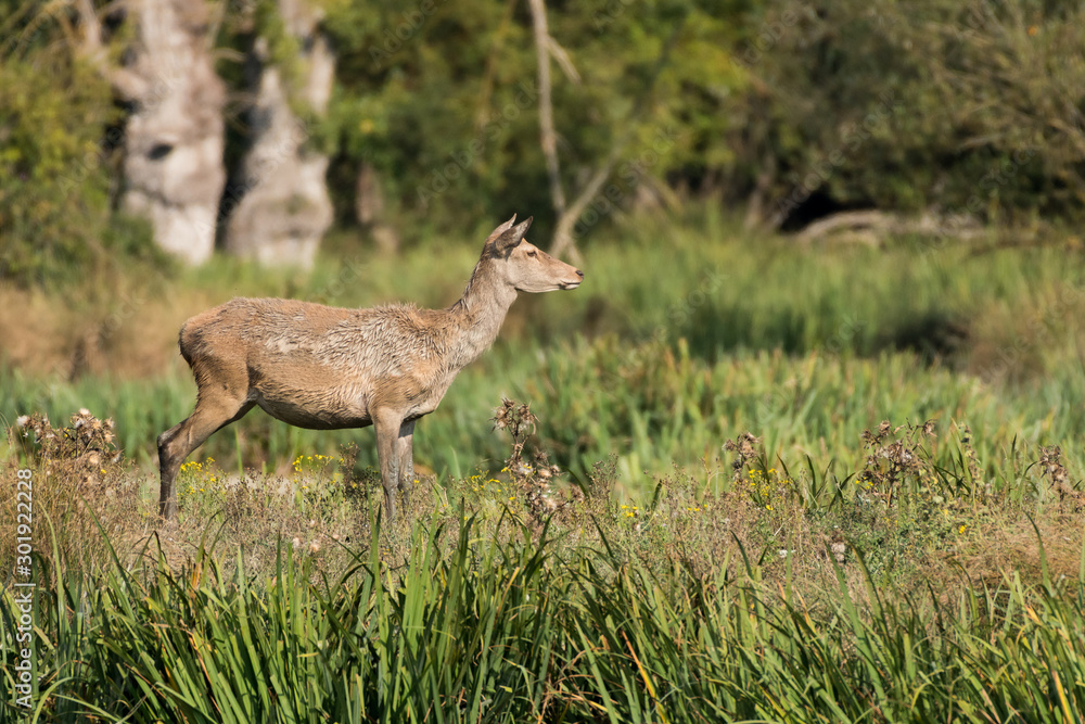 Fototapeta premium A deer watching a group of deer in the park