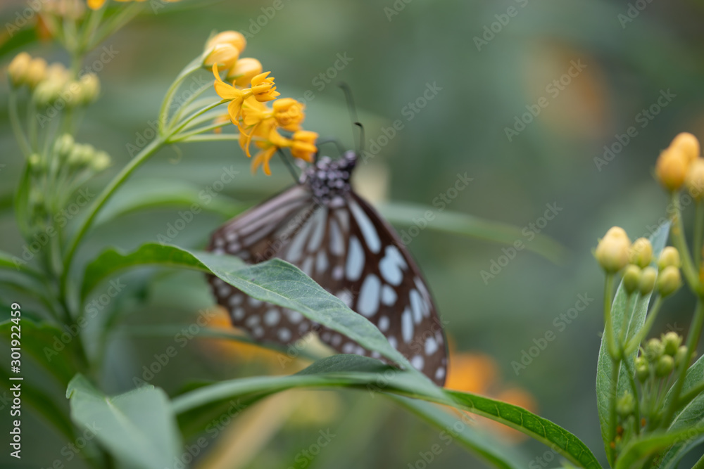 Obraz premium butterfly