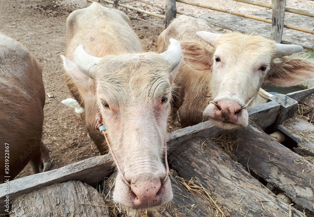 Albino water buffalos eating dry grass