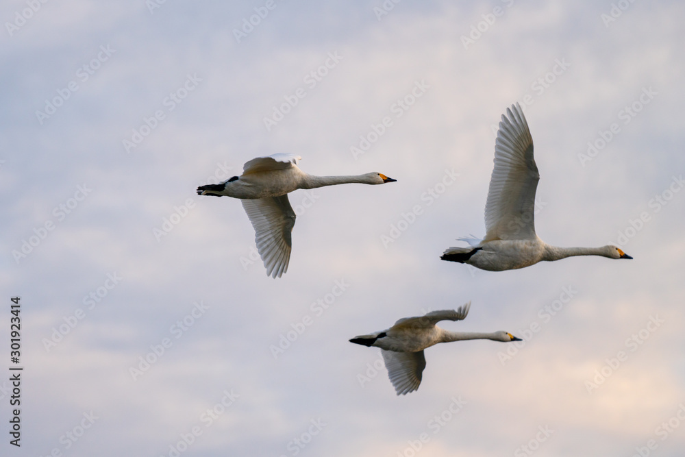 Fototapeta premium 白鳥の飛翔