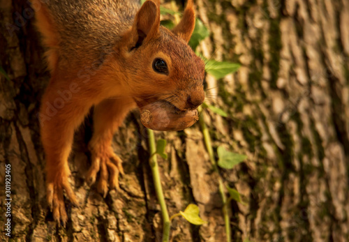 Red squirrel collecting foods for upcoming winter. Portrait of wild red squirrel on tree trunk. Sciulus Vulgaris