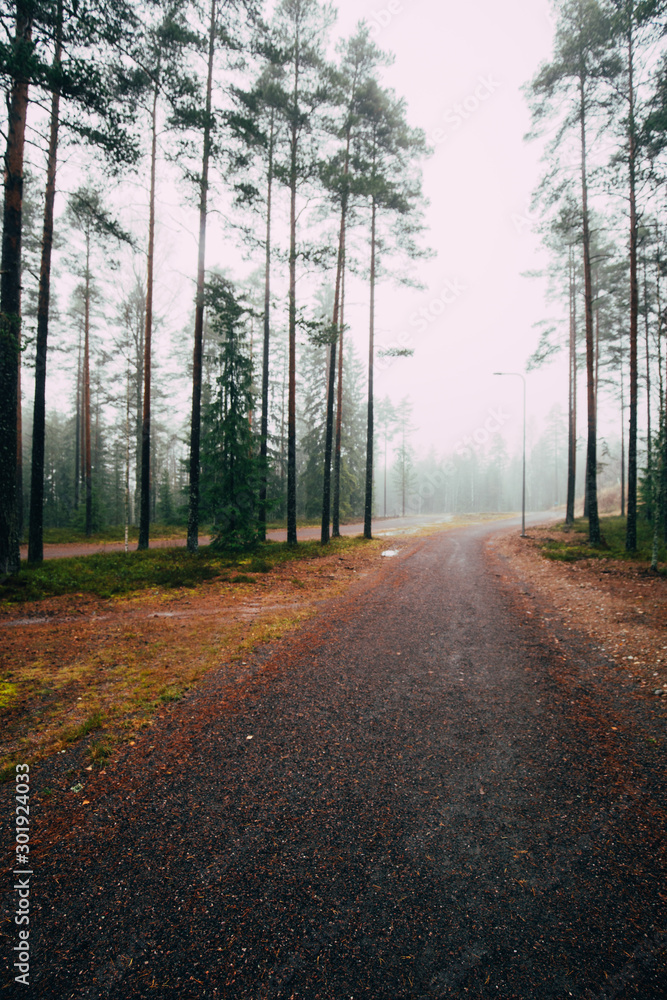 Fairytale Forest Finland. Foggy forest near Helsinki Fairytale Forest Finland. Foggy forest near Helsinki