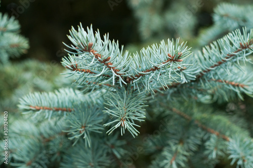 closeup of fir branch in a public garden