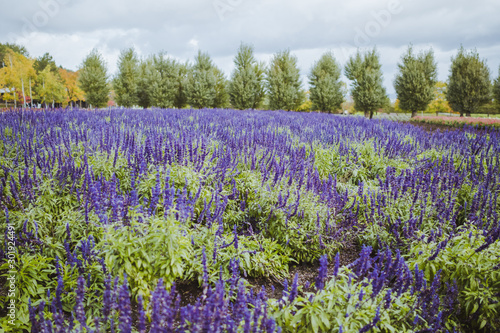Lavender field of purple flowers