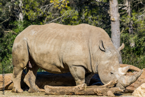 Rhinoc  ros Blanc.