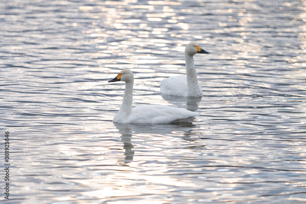 Obraz premium 白鳥