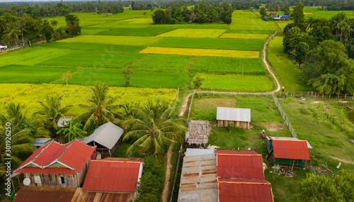 Obraz na plátně Green ricefield landscape in the countryside at thailand