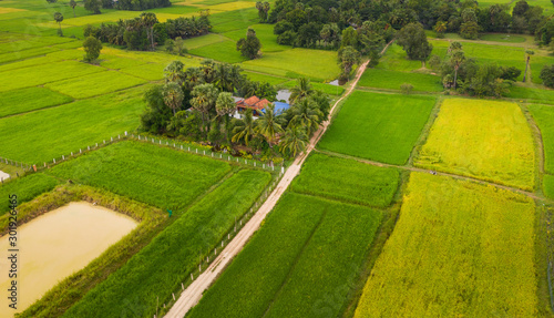 Fotografie Green ricefield landscape in the countryside at thailand