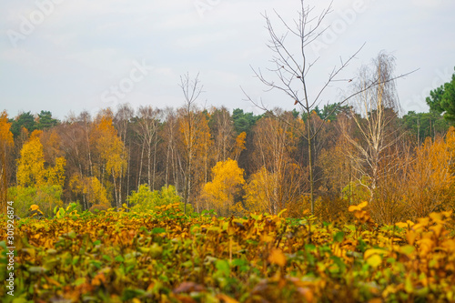Autumn forest landscape. Colors of autumn forest. Classic landscape of Central Russia.