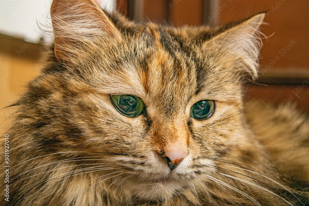 Portrait of a colorful cat close-up. House favourite.
