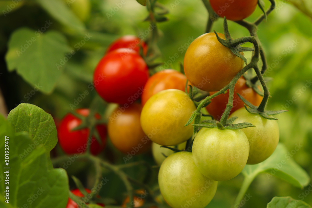 Cherry tomatoes on a branch of red and orange on a green background.