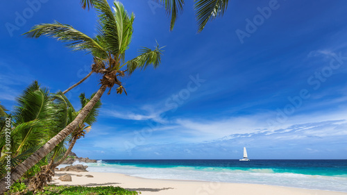 Fototapeta Naklejka Na Ścianę i Meble -  Paradise tropical beach. Coconut palm trees on white sunny beach and Caribbean sea. 