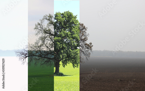 Abstract image of lonely tree in winter without leaves on snow, in spring without leaves on grass, in summer on grass with green foliage and autumn with red-yellow leaves as symbol of four seasons