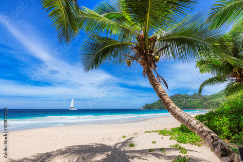 Fototapeta Naklejka Na Ścianę i Meble -  Sandy beach with coconut palm trees and a sailing boat in the turquoise sea on Paradise island.	