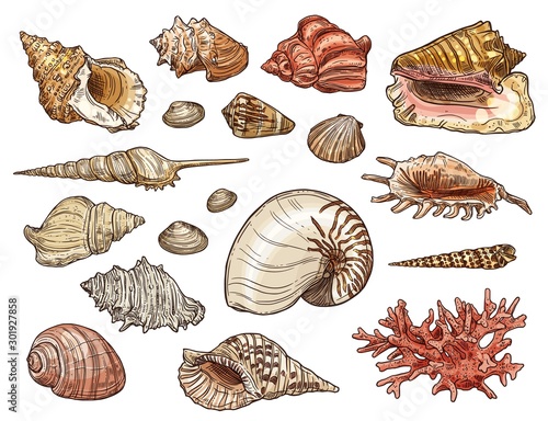 Seashells of snail, clam, shellfish and conch