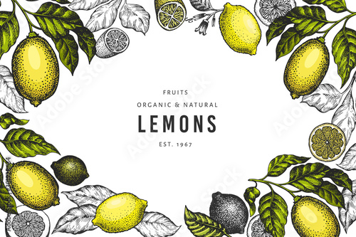 Lemon tree design template. Hand drawn vector fruit illustration. Engraved style banner. Vintage citrus background.