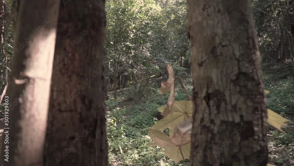 4k dolly out between two trees in the middle of a lush rain forest in Asia with trees and leaves. 4k dolly out between two trees in the middle of a lush rain forest in Asia with trees and leaves.