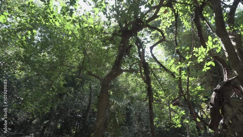 4k pan spinning of the jungle from the ground looking up to canopy with sun rays and lens flare coming through the tangled trees and foliage in the tropical forests of Asia 4k pan spinning of the jungle from the ground looking up to canopy with sun rays and lens flare coming through the tangled trees and foliage in the tropical forests of Asia