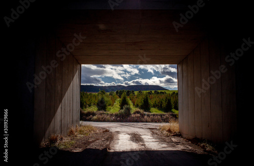 Tree rows in a cloudy sky framed by a concrete bridge