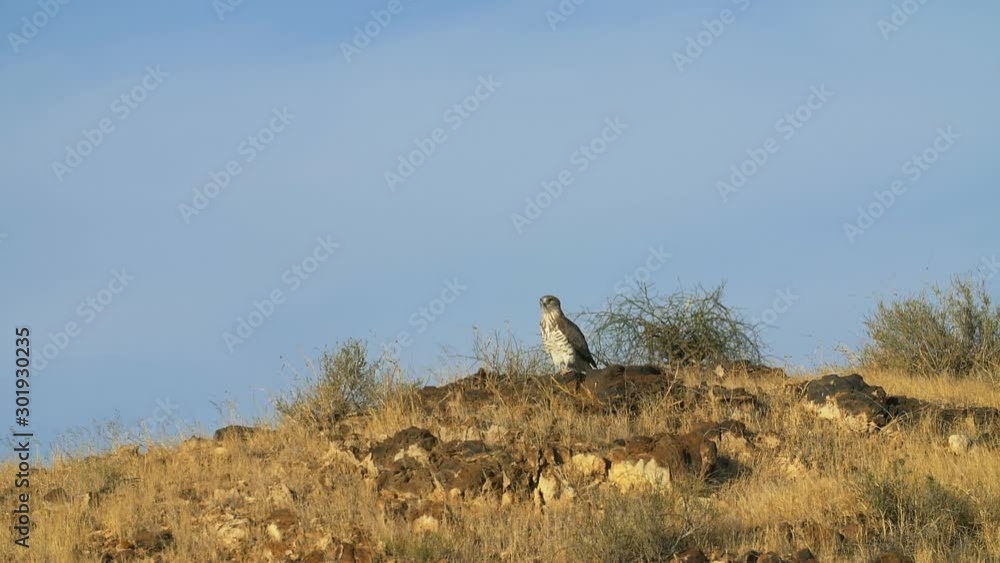 Eagle flight slow motion