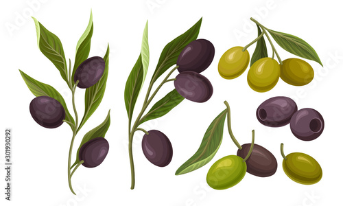 Black and Green Olives Branches Volume Vector Set