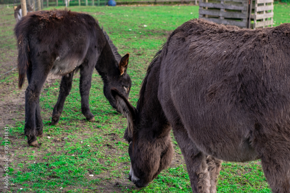 Donkeys eating grass in petting zoo Donkeys eating grass in petting zoo